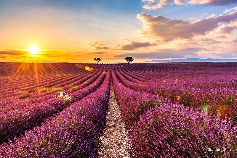瓦伦索勒高原的薰衣草花田LavandeCoucheSoleil_©JianpingGuo