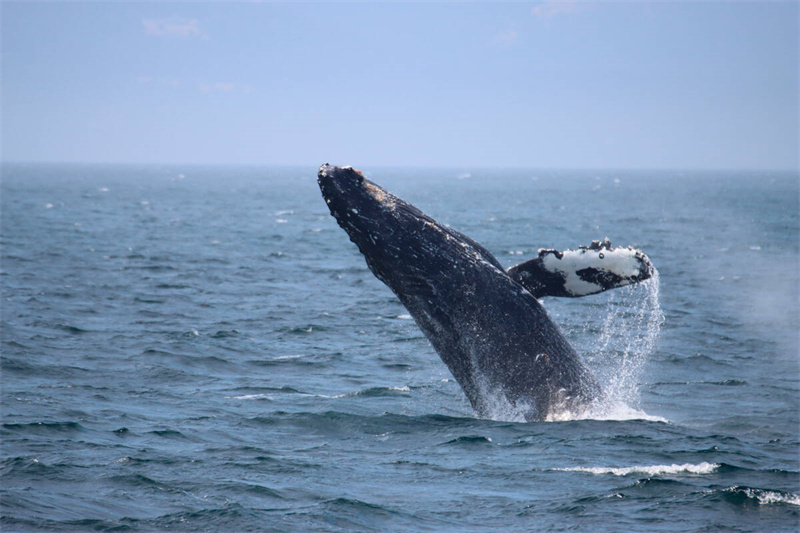 观鲸之旅 ©Destination Vancouver，Prince of Whales Whale Watching