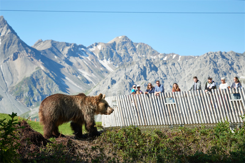 © Stiftung Arosa Bären vier Pfoten